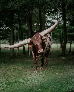 texas longhorn, forest, animal